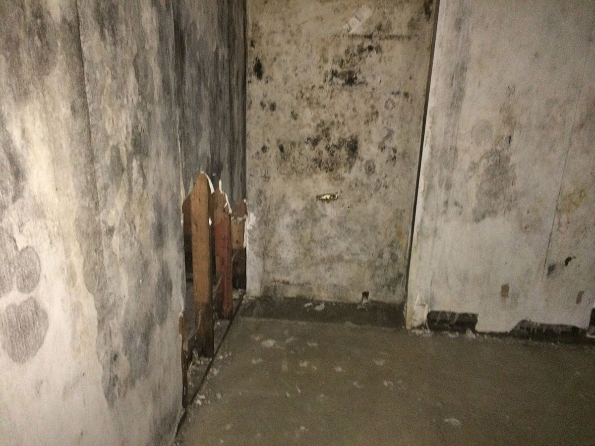 Mold in house