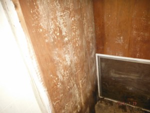 Black mold in basement Mansfield Ohio 