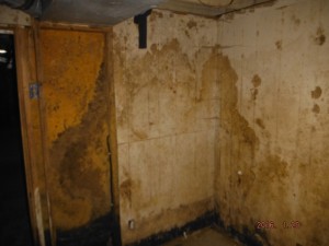 Black mold in basement Mansfield Ohio  