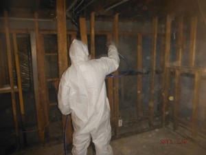 Black mold removal basement Mansfield Ohio   