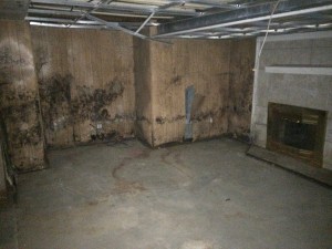 black mold in basement Mansfiled Ohio     