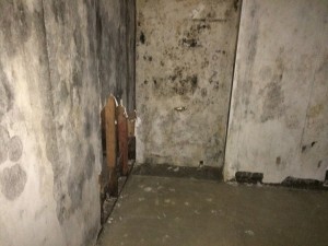 black mold in basement Mansfield Ohio    