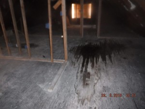 Black mold in house Columbus Ohio  