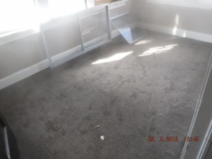 Black mold in house Columbus Ohio  