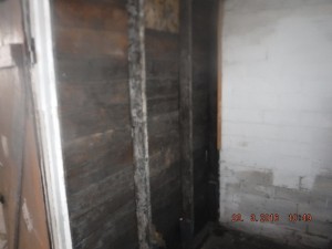Black mold in basement Columbus Ohio    