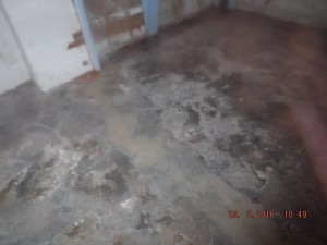 Black mold in basement Columbus Ohio   