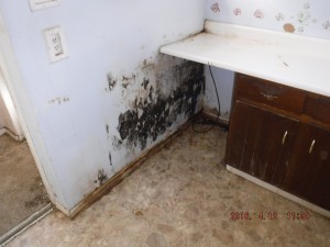 Black mold in house Mt Vernon Ohio  