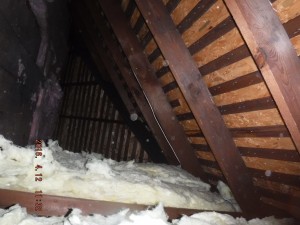 Black mold remediation Cleveland Ohio 