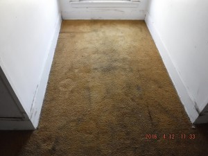 Black mold remediation Cleveland Ohio 