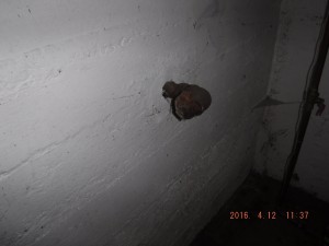 Black mold in house Cleveland Ohio 