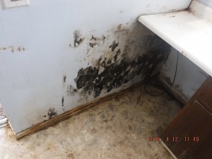 Black mold in house Cleveland Ohio 