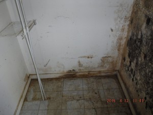 Black mold in house Cleveland Ohio 