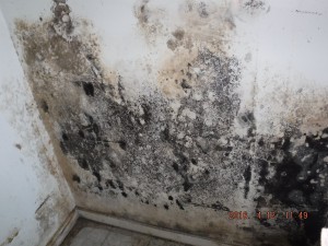 Black mold in house Cleveland Ohio 