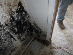 Black mold in house Cleveland Ohio 