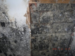 Black mold in house Cleveland Ohio 