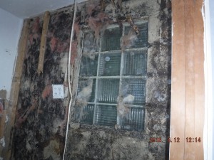 Black mold in house Cleveland Ohio 