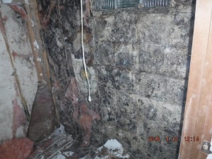 Black mold remediation Cleveland Ohio 