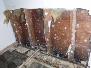 Black mold in house Columbus Ohio 