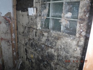 Black mold in house Columbus Ohio 