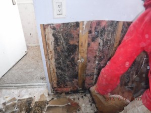 Black mold remediation Columbus Ohio 