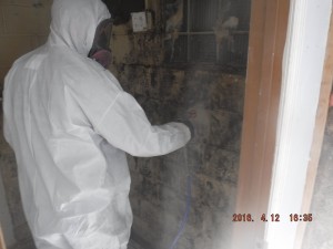 Black mold removal Cincinnati Ohio 