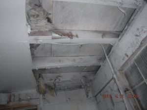 Black mold in house Mansfield Ohio                           