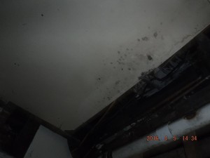Black mold in house Mount Vernon Ohio   