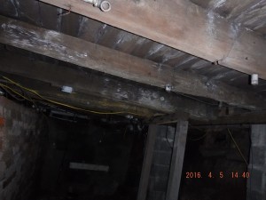 Black mold in basement Cleveland Ohio   