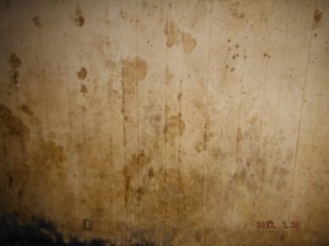 Black mold in basement Mansfield Ohio 