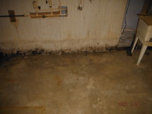 Black mold in basement Mansfield Ohio  