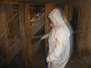 Black mold removal basement   Mansfield Ohio   