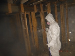 Black mold removal basemenT    